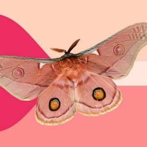 Meet your Posher, Meg